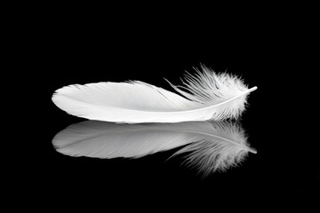 Obraz premium Delicate white feather, reflected on dark surface