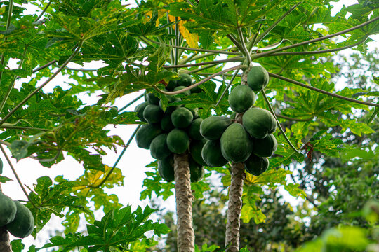 Low angle view of two tropical papaya trees full of unripe green fruits surrounded by lush foliage, captured in natural daylight, showcasing organic farming and fresh produce.