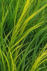 Obraz premium Abstract swirls of vibrant green and yellow, suggesting fresh spring grass , background, nature