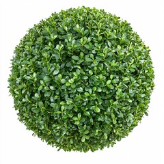 Fototapeta premium Perfectly Trimmed Boxwood Hedge in PNG Format for Graphic Use