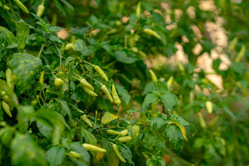 Green chili pepper plants growing in a lush garden, with fresh unripe chilies hanging on branches, perfect for agricultural, organic food, or spice-related visuals.