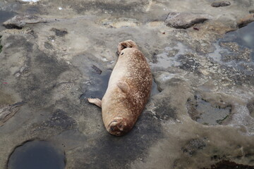 brown spotted sea lion smiling on rock in la jolla cove