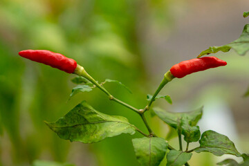 Close-up of two red chili peppers growing on a plant with green leaves and soft natural background, ideal for culinary, gardening, or nature themes.