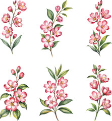Watercolor pink floral set. Hand drawn flower and leaf vector illustration.