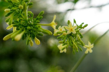 A macro shot of blooming papaya flowers with soft yellow petals and green buds, set against a blurred natural background, perfect for botanical and nature themes.