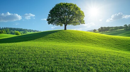 Obraz premium Lone tree stands tall on a vibrant green hill under a bright sun, showcasing serene landscape beauty