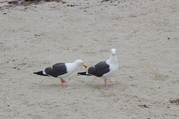 Two seagulls standing on sand in la jolla cove san diego california