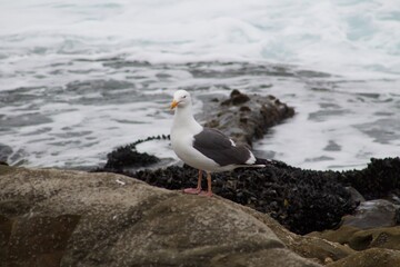 Seagull standing on cliff by ocean in la jolla cove san diego california