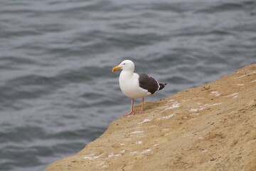 Seagull standing on cliff by ocean in la jolla cove san diego california