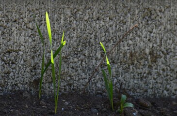 green blade of grass illuminated by sunlight
