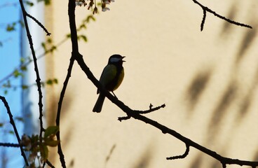 a little bird sings on a branch