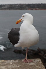 Fototapeta premium Seagull with one leg in la jolla cove san diego california