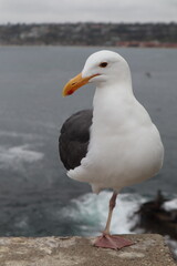 Seagull with one leg in la jolla cove san diego california