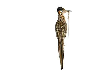 Rreater Roadrunner (Geococcyx californianus), Perched in Rear-end View, That Just Captured an Unfortunate Western Whiptail (Aspidoscelis tigris) Lizard, in Time for Dinner
