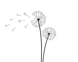 dandelion hand drawn design vector