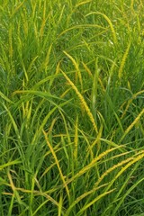 Fototapeta premium Abstract vibrant green and yellow grass swirls, spring/summer background , digital art, artwork