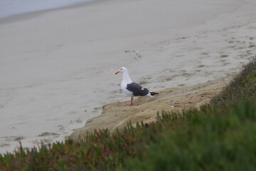 Seagull standing alone on beach in la jolla cove san diego california