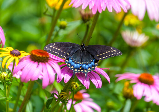 Female black swallowtail butterfly, Papilio polyxenes, wings spread dorsal view on purple coneflower