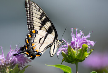 Eastern Tiger Swallowtail butterfly, Papilio Glaucus, ventral view on bee balm flower close up.