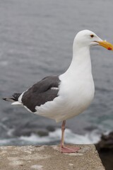 Obraz premium one legged Seagull standing with ocean backdrop in la jolla cove san diego california