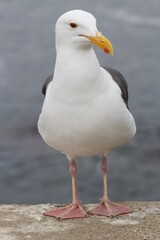 Close up of seagull and webbed feet with ocean backdrop in la jolla cove san diego california