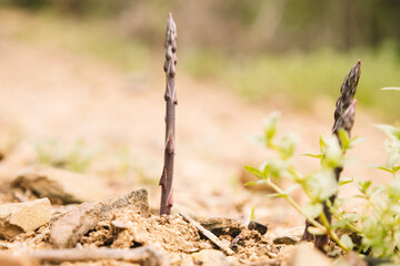 Wild asparagus growing out of the ground in Spain