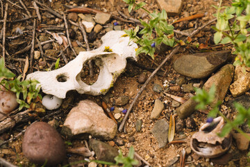 Bones of an animal in the forest.
