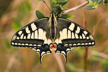 A butterfly known as Papilio machaon Linnaeus