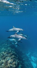 Fototapeta premium Graceful Dolphins Swimming near Coral Reef