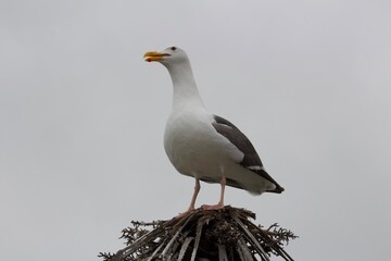 Seagull standing on barren palm tree in la jolla cove san diego california