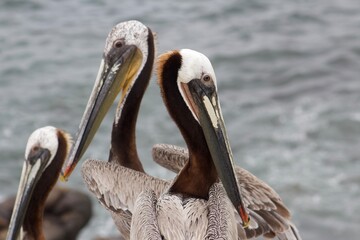 California brown pelicans close up with ocean backdrop la jolla cove san diego california