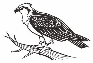 eagle on a white background