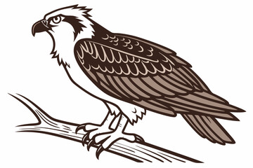 eagle on a white background