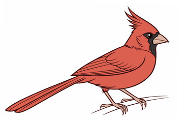 red cardinal bird