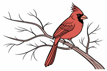 red cardinal on a branch