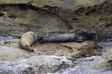 Colorful spotted Sea Lions on shore line by ocean in The Children's Pool La Jolla Cove San diego California