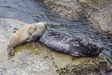 Colorful spotted Sea Lions on shore line by ocean in The Children's Pool La Jolla Cove San diego California
