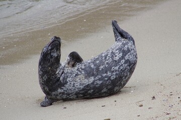 spotted Sea Lion laying in The Children's Pool La Jolla Cove San diego California