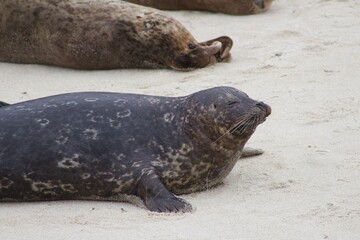 Fototapeta premium Sea Lions lounging on sand in the children's pool la jolla cove san diego california