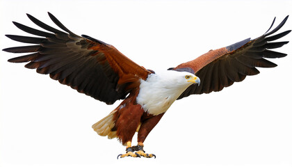 Obraz premium african fish eagle isolate isolate is on transparent background