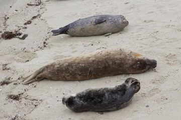 Sea Lions lounging on sand in the children's pool la jolla cove san diego california