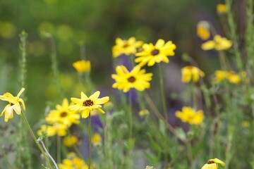 Yellow california brittlebush flowers in its natural habitat in la jolla cove san diego california