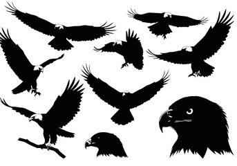 Obraz premium Eagle vector illustration set, bald eagle flying, eagle silhouette, american eagle, bird of prey, wildlife art 