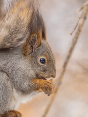 Obraz premium The squirrel with nut sits on tree in the winter or late autumn