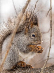 The squirrel with nut sits on tree in the winter or late autumn