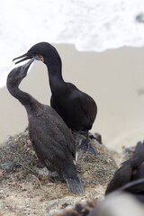 Black blue eyed cormorants birds mom and baby in la jolla cove san diego california