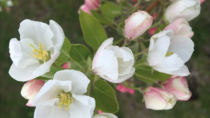 Apple or cherry tree flowers in bloom. White and pink beautiful flowers.