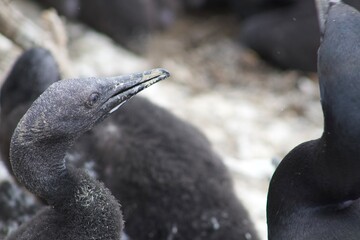 Black blue eyed cormorants in la jolla cove san diego california