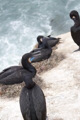 Black and blue cormorant birds resting by ocean water in la jolla cove san diego california