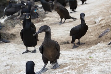 Black blue eyed cormorants in la jolla cove san diego california